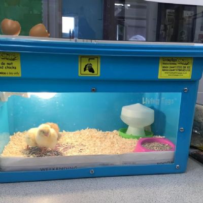 Reception have chicks! We can't wait for them to hatch and are excited to look after them!