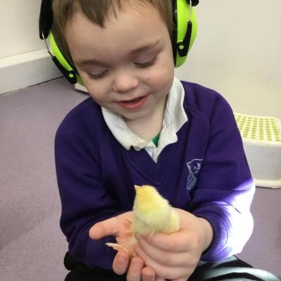 Reception have been looking after chicks!